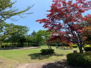 当社の裏には公園があるんですが、この新緑の季節に晴れてると気持ちがいいですね^_^